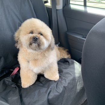 The Pet Set - Pet Sitting Near Me - Long Beach, California