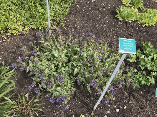 Botaniska trädgården by null