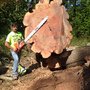 Photo of Advance Tree Care