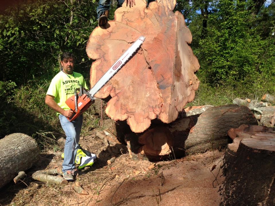Advance Tree Care - tree service in Jackson, MS