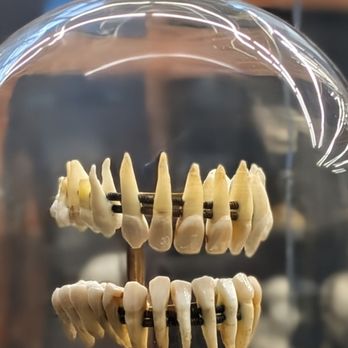 The Bone Museum - May 9, 2026. - Museums Near Me - Brooklyn, New York The Bone Museum - May 9, 2026. - Museums Near Me - Brooklyn, New York