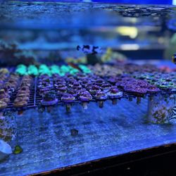 The Fish and Coral Store