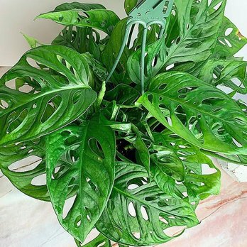 The Plant Project - Home Decor Near Me - Spokane Valley, Washington The Plant Project - Home Decor Near Me - Spokane Valley, Washington