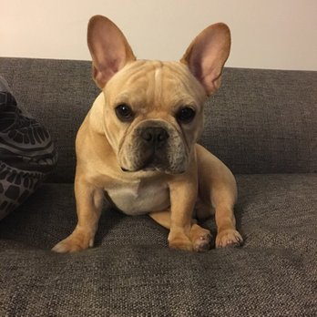 Disco Paws - So soft and fluffy! - Pet Sitting Near Me - Astoria, New York