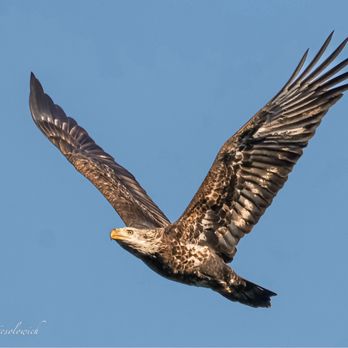 Conowingo Dam Visitor's Center - Eagle - Visitor Centers Near Me - Darlington, Maryland Conowingo Dam Visitor's Center - Eagle - Visitor Centers Near Me - Darlington, Maryland