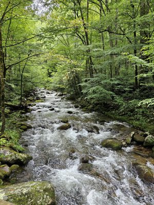 Roaring Fork Motor Nature Trail by null