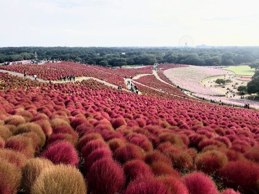 Hitachi Seaside Park by null