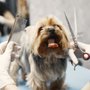 Kelowna Paw Spa