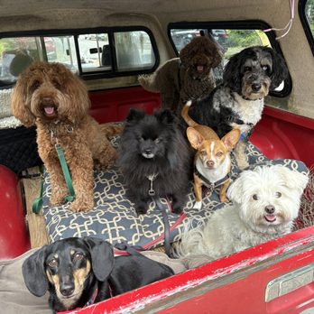 Haven's Hounds - Dog Walkers Near Me - Queen Anne, Washington
