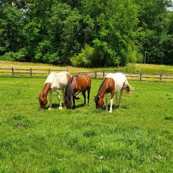 Clarity Riding - Horseback Riding Near Me - Davidsonville, Maryland Clarity Riding - Horseback Riding Near Me - Davidsonville, Maryland