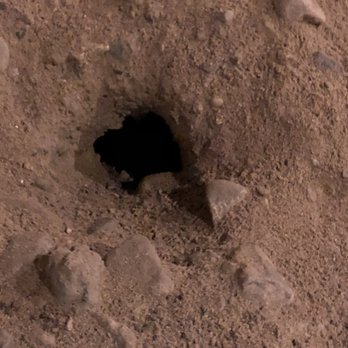 Pesky Pest Services - Rat burrow - Pest Control Near Me