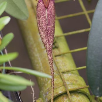 Krull Smith Orchids - Nurseries & Gardening Near Me - Apopka, Florida Krull Smith Orchids - Nurseries & Gardening Near Me - Apopka, Florida
