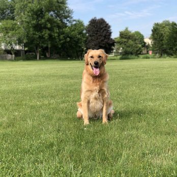 7 Paws a Week - Pet Sitting Near Me - Hoffman Estates, Illinois