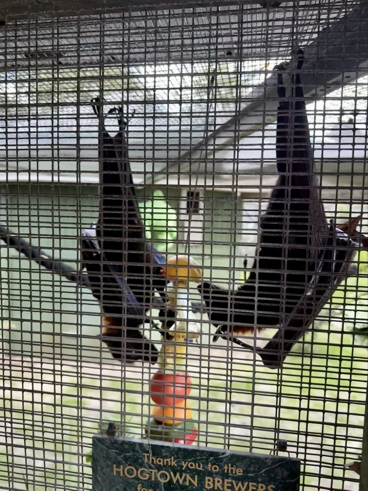 Lubee Bat Conservancy - social services organization in Gainesville, FL