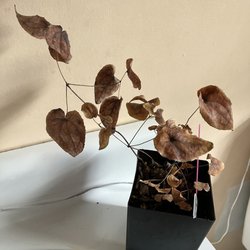 Plant Delights Nursery
