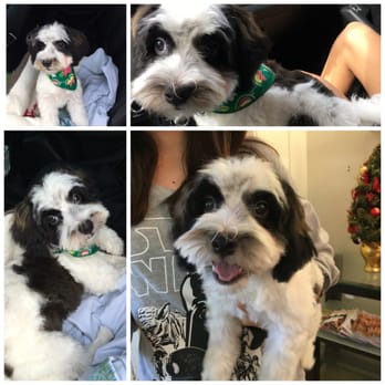Dog Salon Kahala - First haircut for my puppy - Pet Groomers Near Me - Honolulu, Hawaii Dog Salon Kahala - First haircut for my puppy - Pet Groomers Near Me - Honolulu, Hawaii