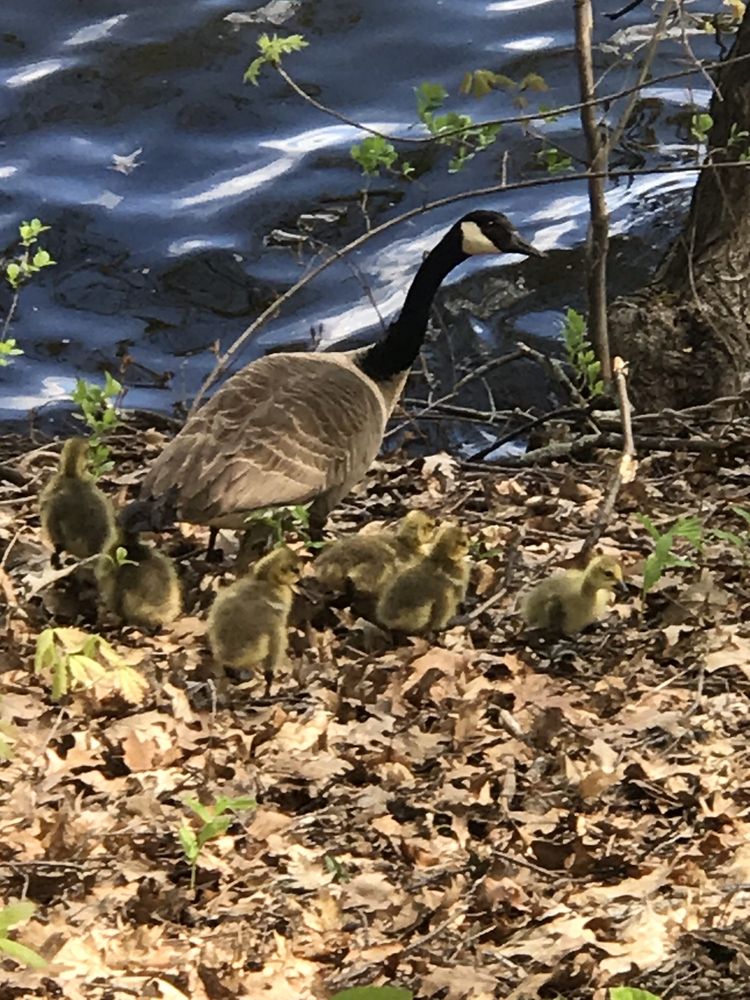 HORN POND 89 Photos & 50 Reviews Lake Street And Arlington Rd