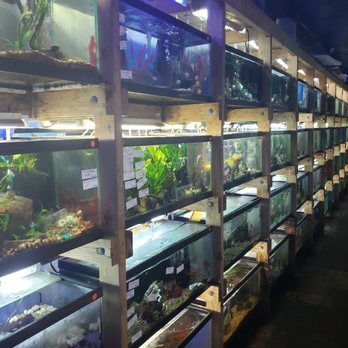 Tropical Lagoon Aquarium - Local Fish Stores Near Me - Silver Spring, Maryland Tropical Lagoon Aquarium - Local Fish Stores Near Me - Silver Spring, Maryland