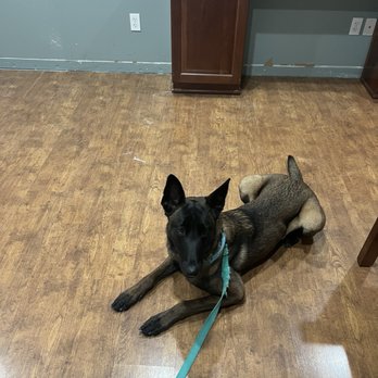 Undercover Alpha K9 - Pet Training Near Me Undercover Alpha K9 - Pet Training Near Me