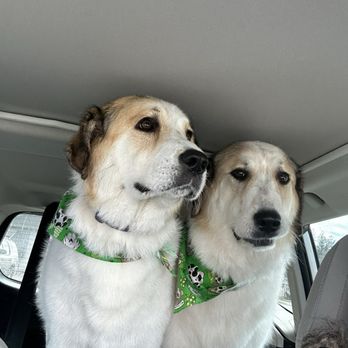 Spokane Dog Grooming - Pet Groomers Near Me - Spokane, Washington Spokane Dog Grooming - Pet Groomers Near Me - Spokane, Washington