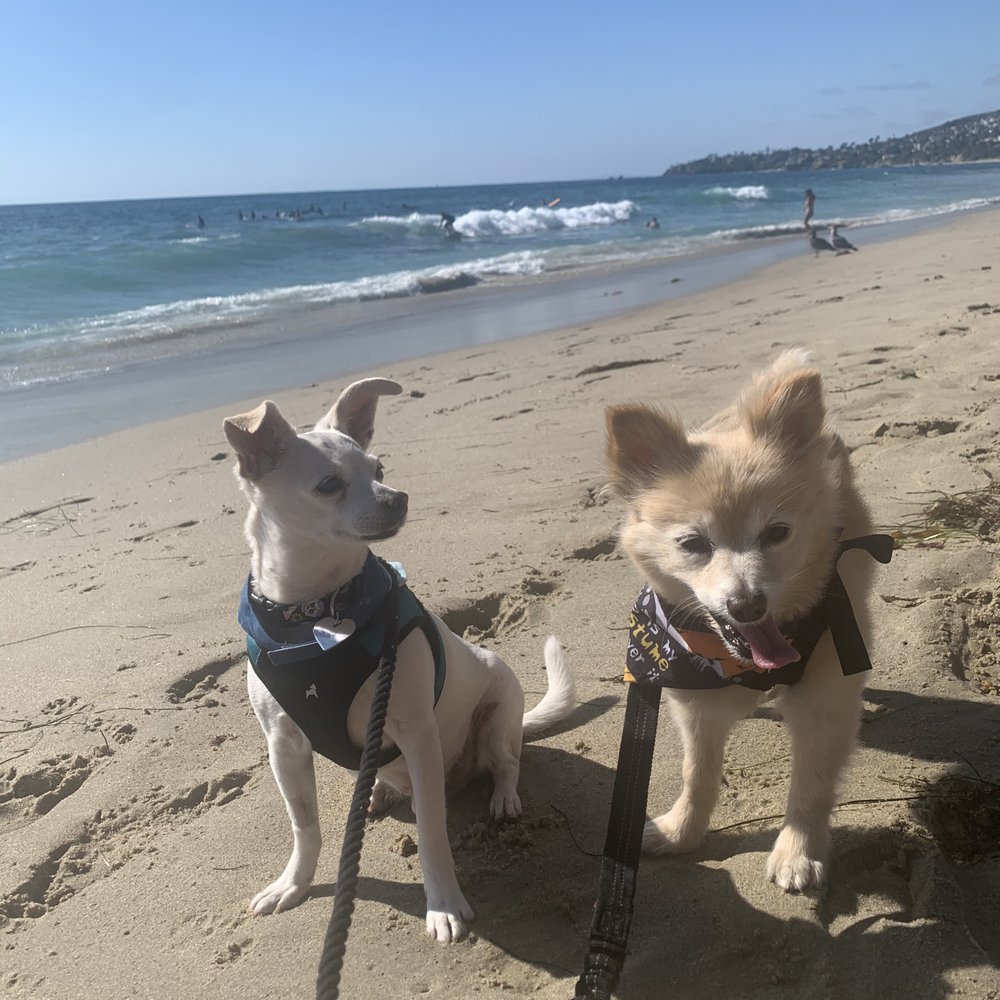OC Pom Rescue - Community Service/Non-Profit Near Me - Huntington Beach, California OC Pom Rescue - Community Service/Non-Profit Near Me - Huntington Beach, California