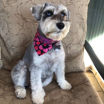 My Pretty Puppy - Pet Groomers Near Me - Cypress, California My Pretty Puppy - Pet Groomers Near Me - Cypress, California
