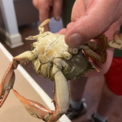 Rusty Jimmies - Rusty crab!! Full of sweet Maryland Crabmeat