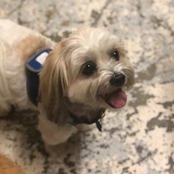Ruffgers Dog University - Bentley saying hi - Pet Training Near Me - Naples, Florida Ruffgers Dog University - Bentley saying hi - Pet Training Near Me - Naples, Florida