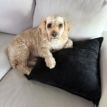 Happy Paws Grooming - Peyton before his grooming - Pet Groomers Near Me - Sarasota, Florida