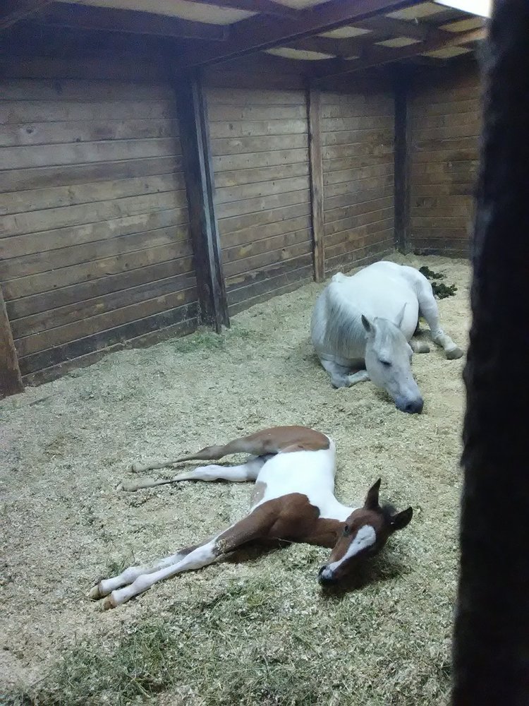 Shh Stables - equestrian in Kuna, ID
