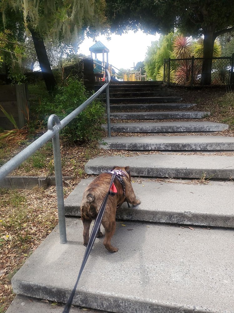 DEL REY OAKS DOG PARK Updated June 2024 31 Photos & 12 Reviews