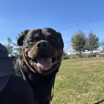 Patron K9 Academy - Luka - Pet Training Near Me
