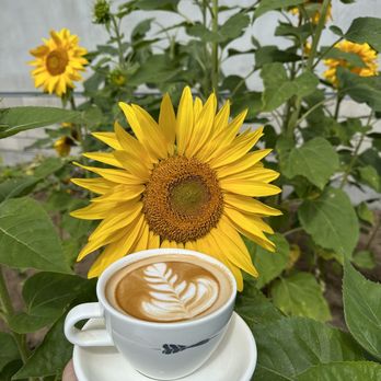 Dart Coffee Co - Oat latte - Coffee Roasteries Near Me - Santa Barbara, California