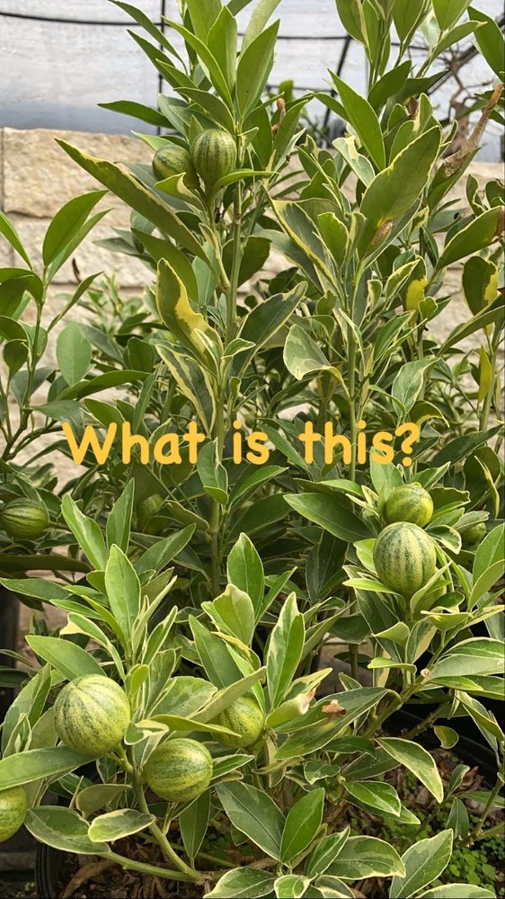 TEA GARDEN NURSERY 41 Photos & 11 Reviews 1211 E Arkansas Ln, Arlington, Texas Nurseries