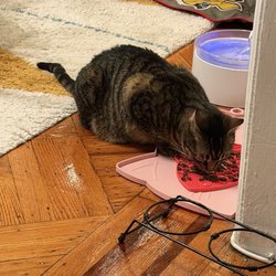 Enoki snacking on kibble and boiled chicken