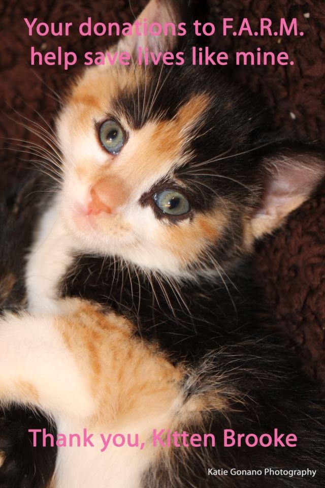 FALLSTON ANIMAL RESCUE MOVEMENT INC Updated August 2024 2725