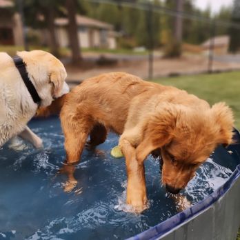 Hot Diggity Dog Boarding - Water dogs! - Pet Boarding Near Me - Loon Lake, Washington Hot Diggity Dog Boarding - Water dogs! - Pet Boarding Near Me - Loon Lake, Washington