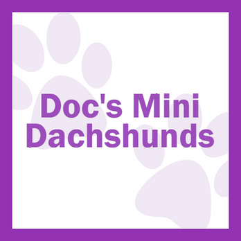 Doc’s Mini Dachshunds - Pet Breeders Near Me - Mount Vernon, Illinois Doc’s Mini Dachshunds - Pet Breeders Near Me - Mount Vernon, Illinois