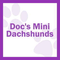 Doc’s Mini Dachshunds