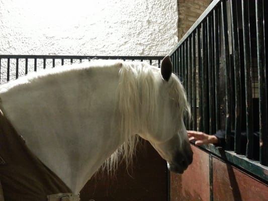 Caballerizas Reales by null