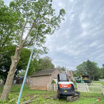 Oscar’s Tree Service - a tree being pruned - Tree Services Near Me Oscar’s Tree Service - a tree being pruned - Tree Services Near Me