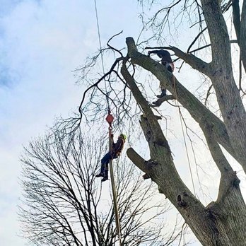One Tree Solutions - Tree Services Near Me - Bensalem, Pennsylvania One Tree Solutions - Tree Services Near Me - Bensalem, Pennsylvania