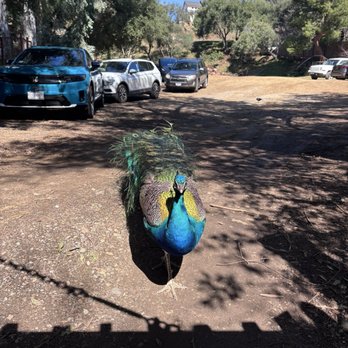Cornell Wine - Peacock - Wine Bars Near Me - Agoura Hills, California