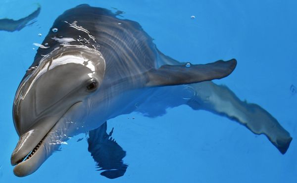Clearwater Marine Aquarium by null