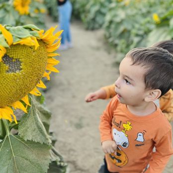 Sunflower Farm Stand - Sunflower maze - Honey Near Me - Sanger, California