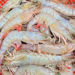 Menard Bros - Fresh shrimp