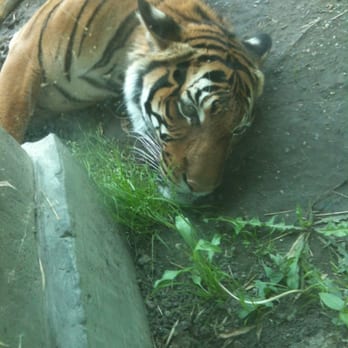 Virginia Zoo - Pretty cool to be this close. - Zoos Near Me - Norfolk, Virginia Virginia Zoo - Pretty cool to be this close. - Zoos Near Me - Norfolk, Virginia