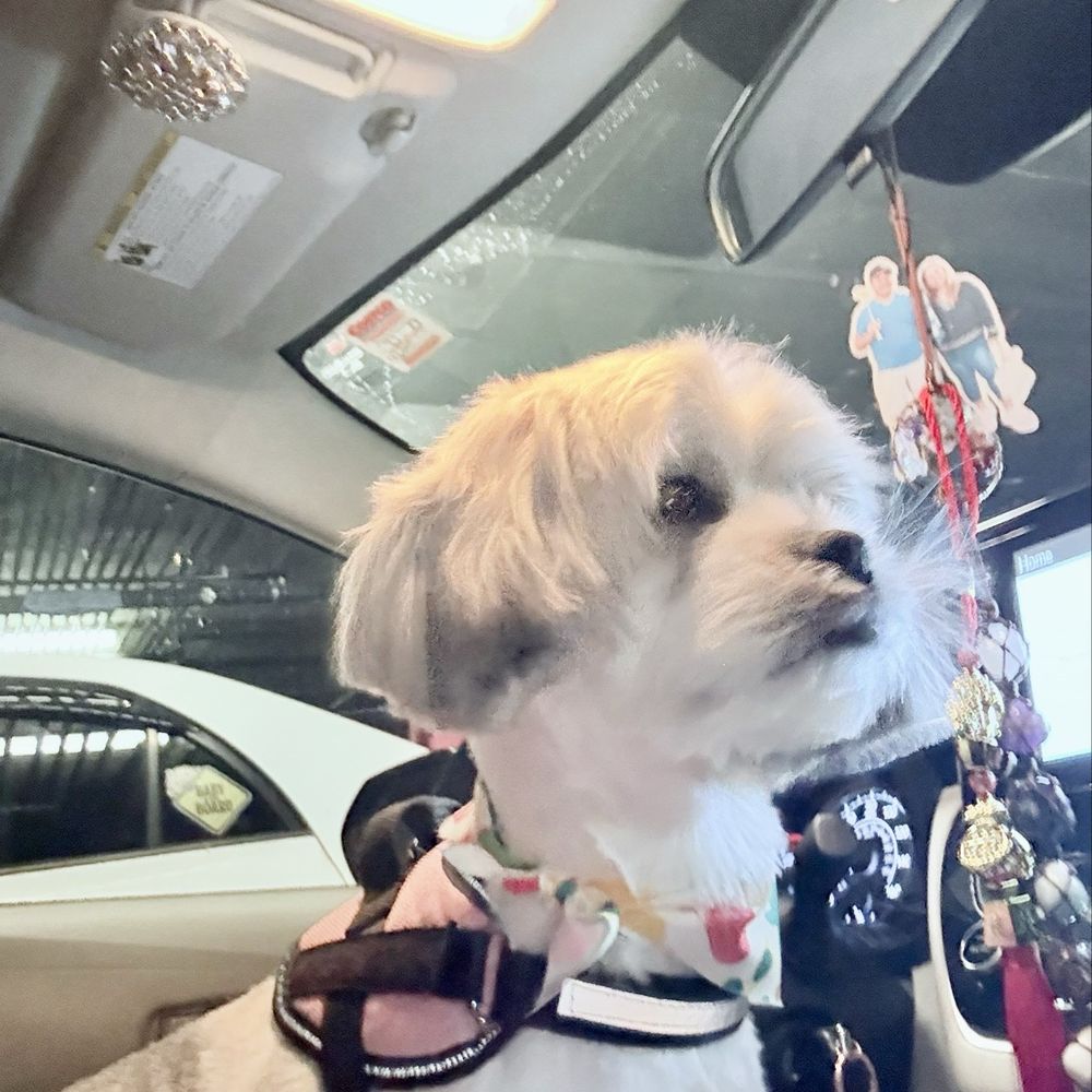 Pets R Us - My baby is choosy with her stylist, and here at Pets R Us, she always love how she is handled. Worth every dollar for my fur baby. - Pet Sitting Near Me - Glendale, California Pets R Us - My baby is choosy with her stylist, and here at Pets R Us, she always love how she is handled. Worth every dollar for my fur baby. - Pet Sitting Near Me - Glendale, California