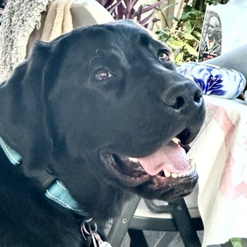 Benchmark Labradors - Ruger waiting for a treat! - Pet Adoption Near Me - Las Vegas, Nevada Benchmark Labradors - Ruger waiting for a treat! - Pet Adoption Near Me - Las Vegas, Nevada