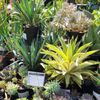 East Bay Nursery gift card